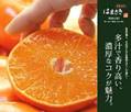 「佐賀県産はまさ...」の画像検索結果